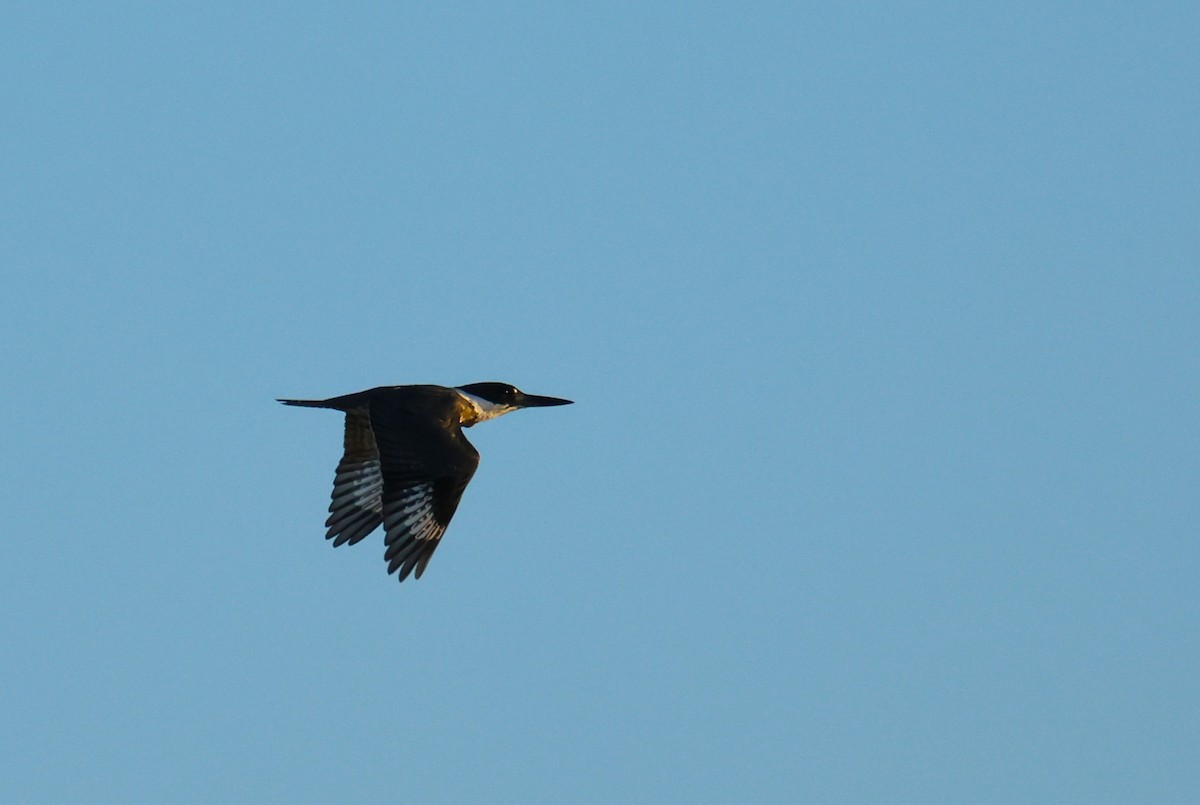 Belted Kingfisher - ML642924097