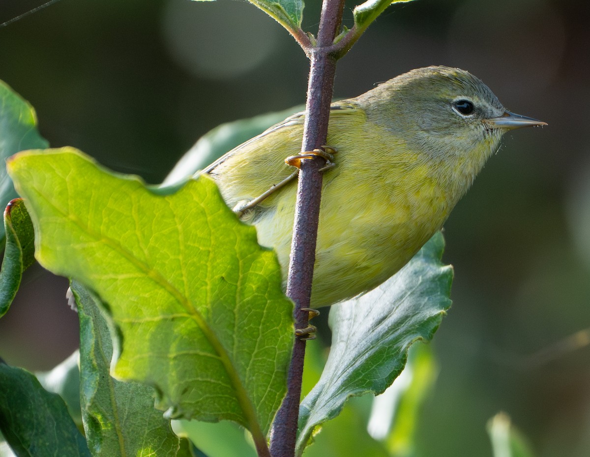 Orange-crowned Warbler - ML642924099