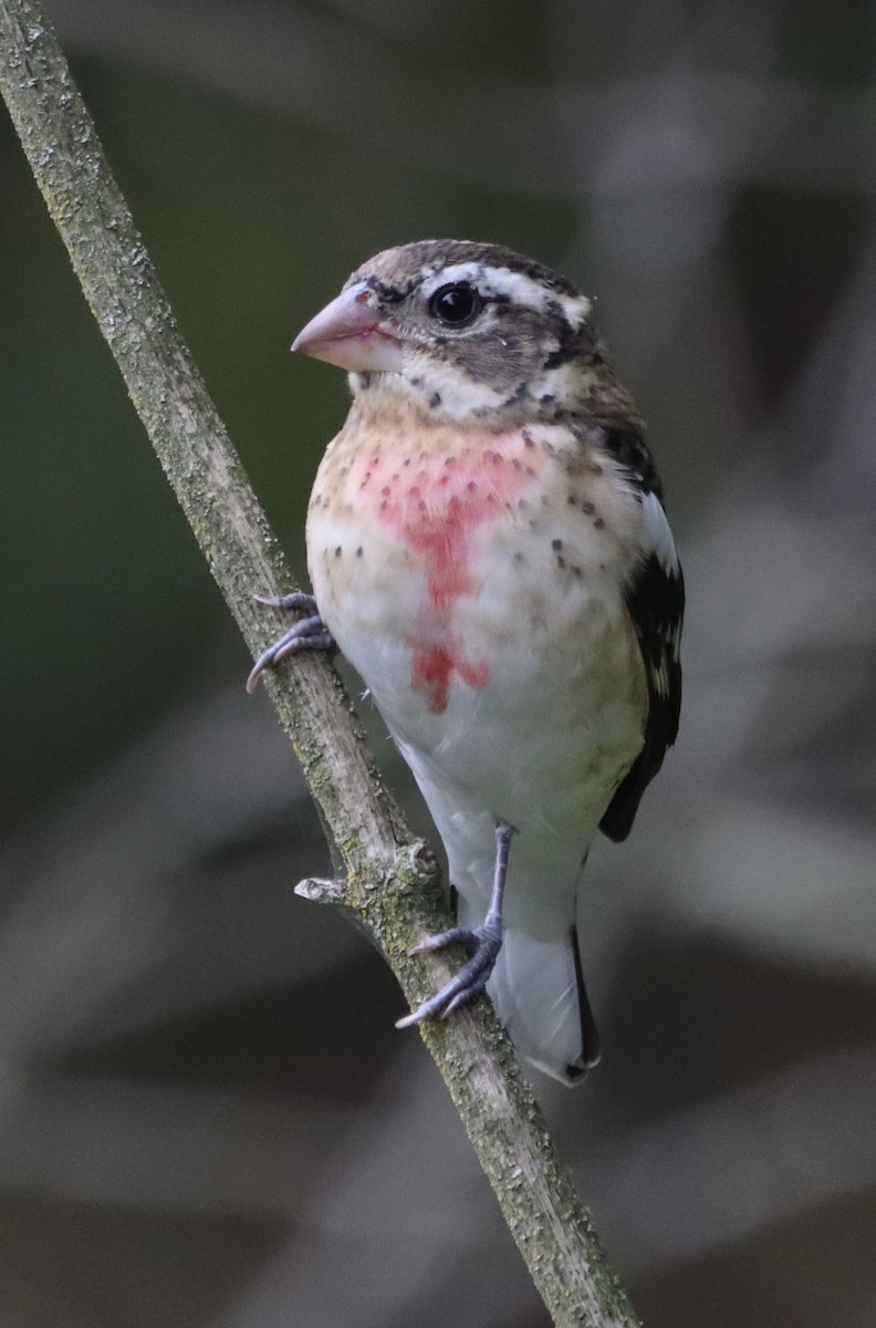 Rose-breasted Grosbeak - ML642924111