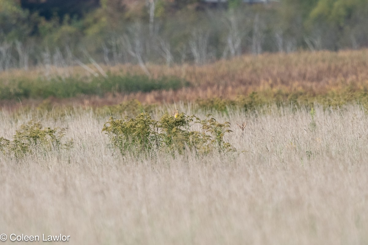 Eastern Meadowlark - ML642924112