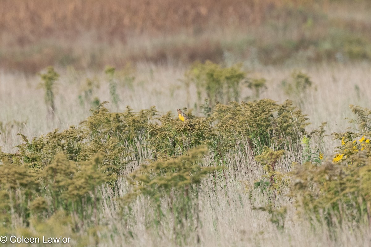 Eastern Meadowlark - ML642924116