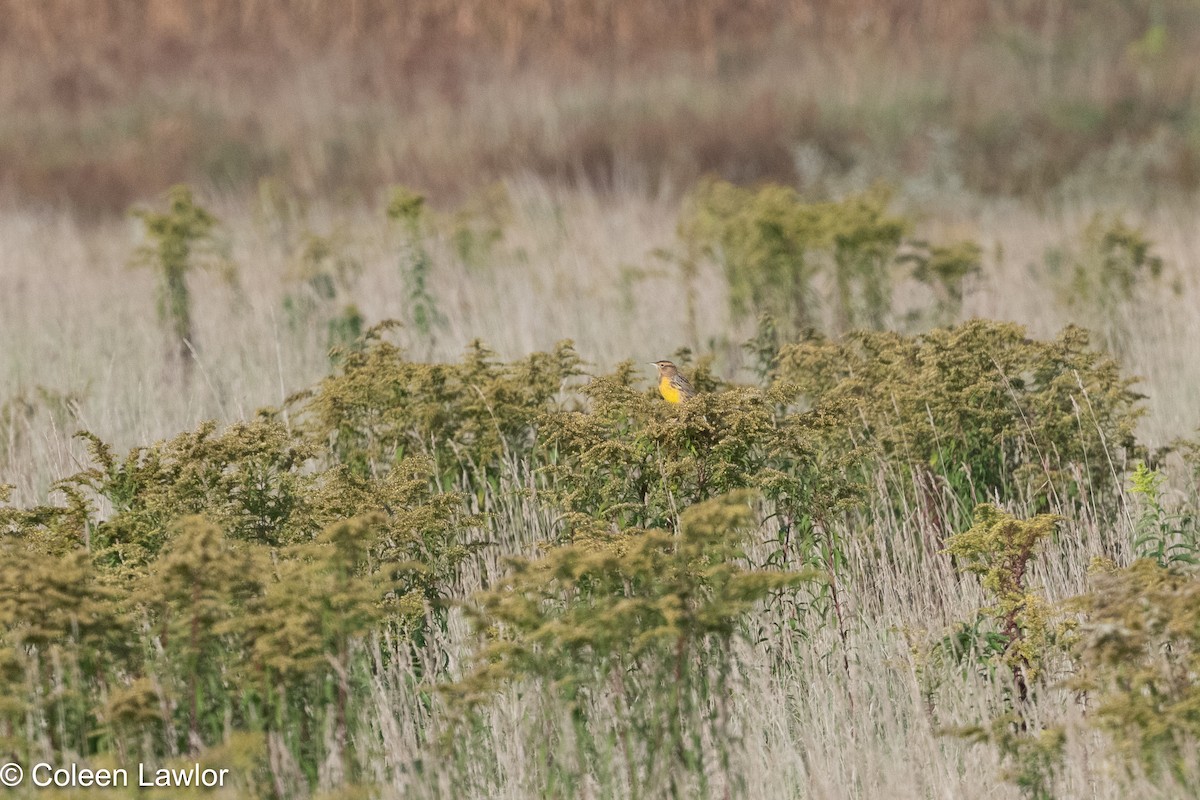 Eastern Meadowlark - ML642924121