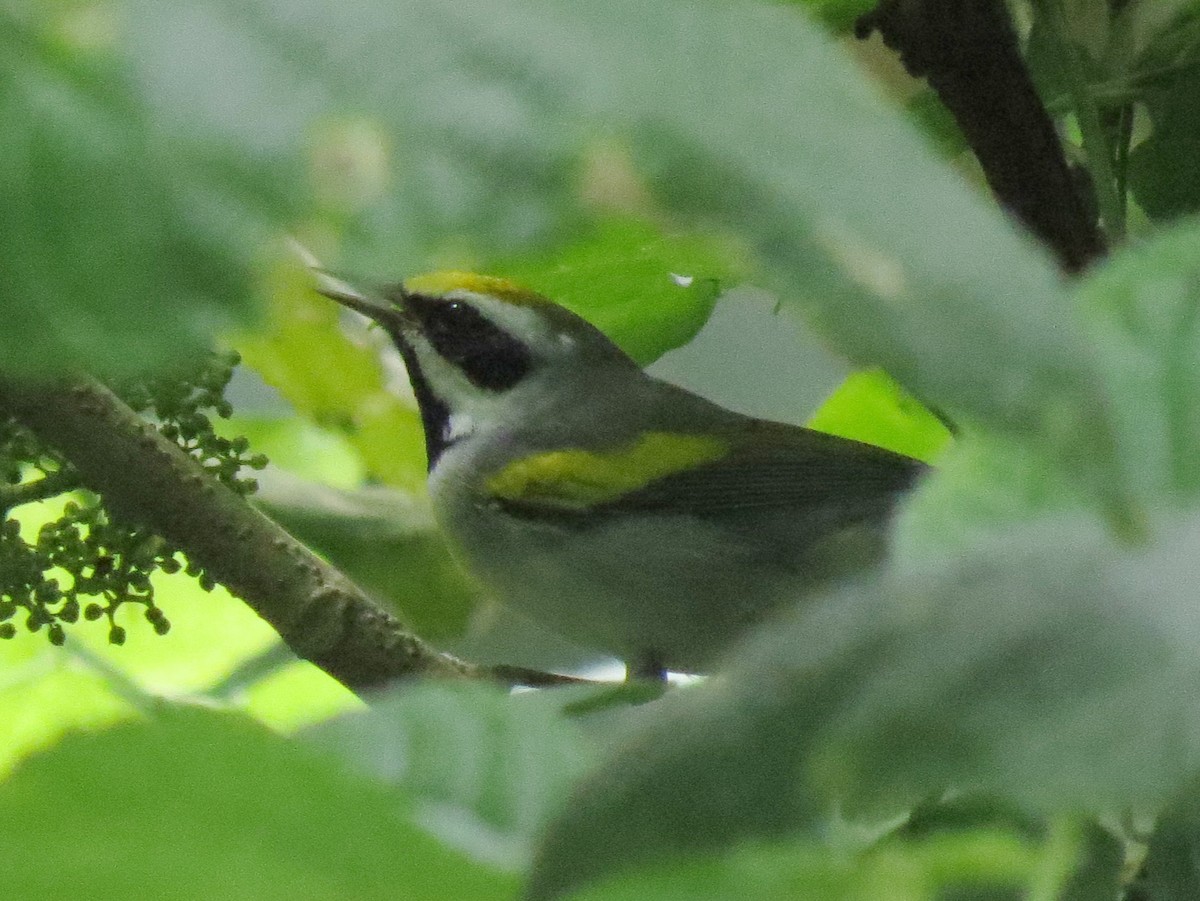 Golden-winged Warbler - ML642924122