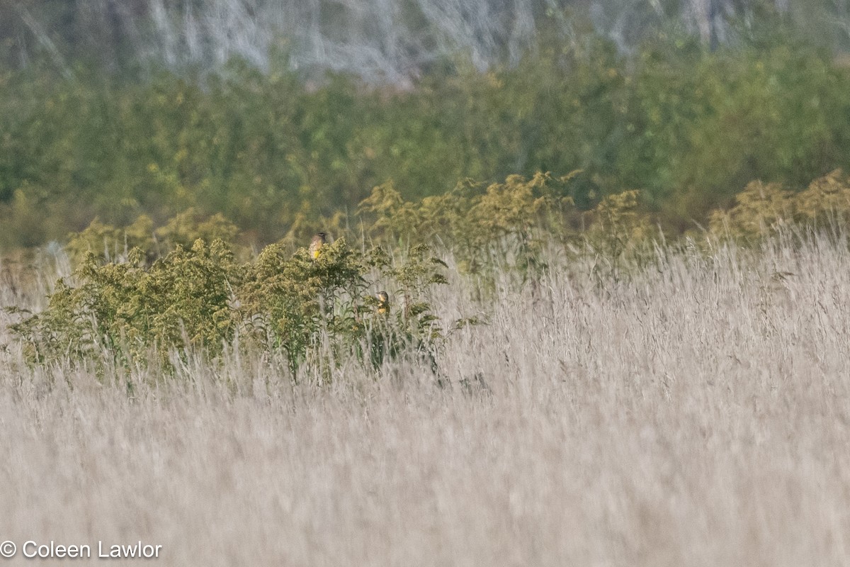 Eastern Meadowlark - ML642924127