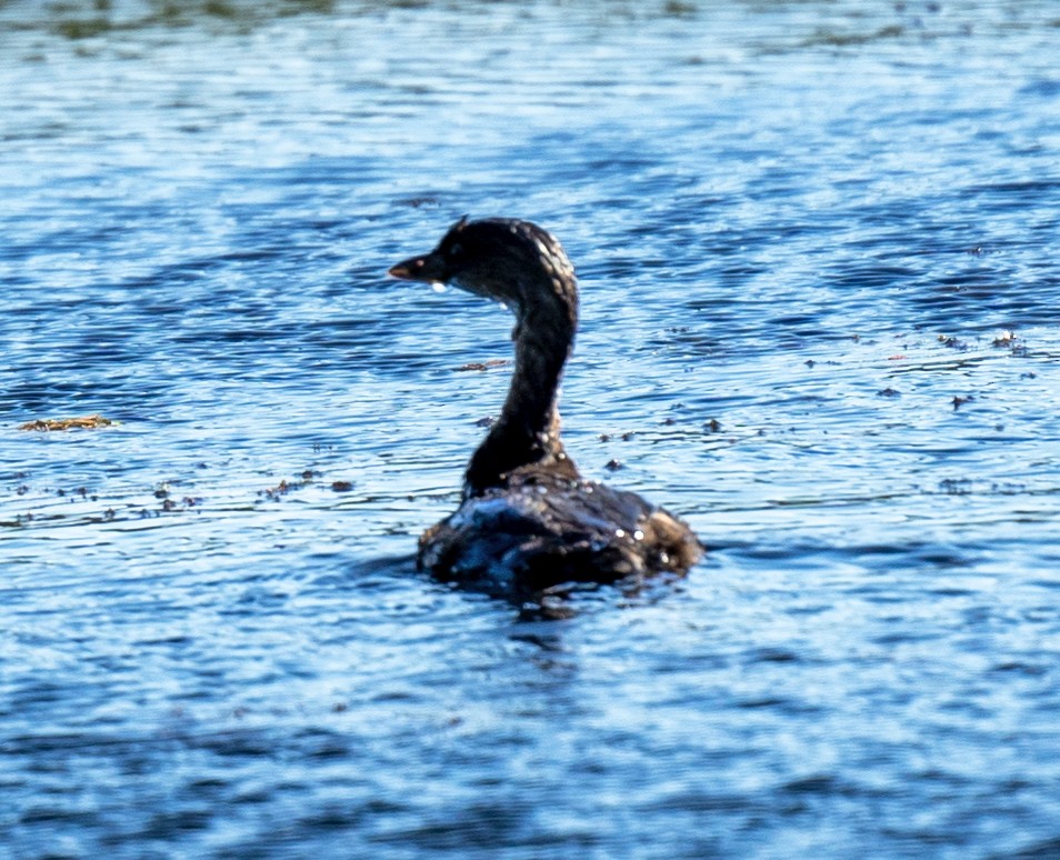 ringnebbdykker - ML642924130