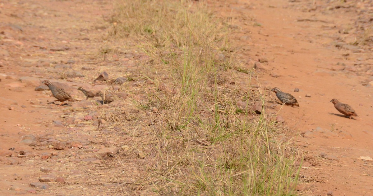 Jungle Bush-Quail - ML642924135