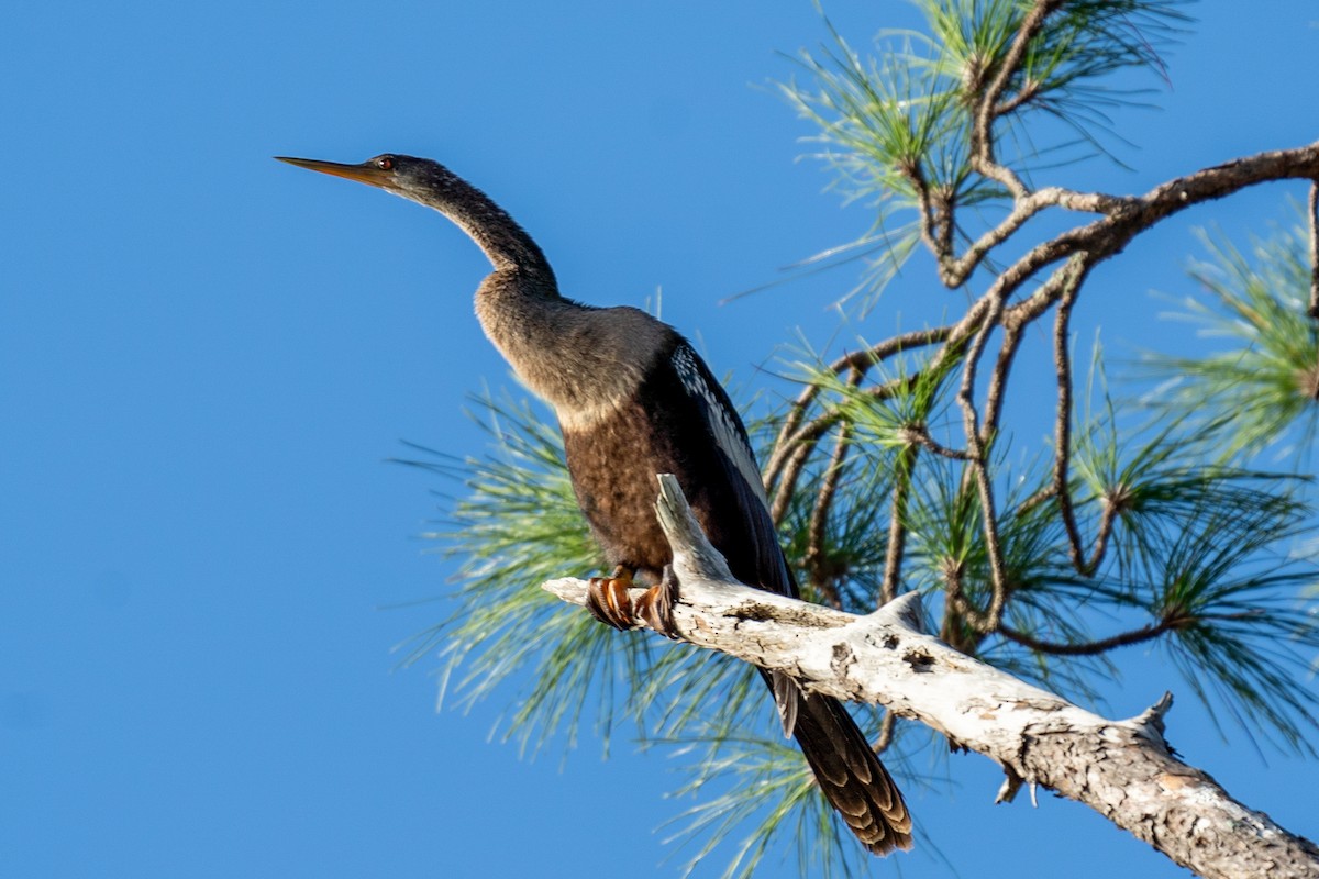 Anhinga - ML642924142