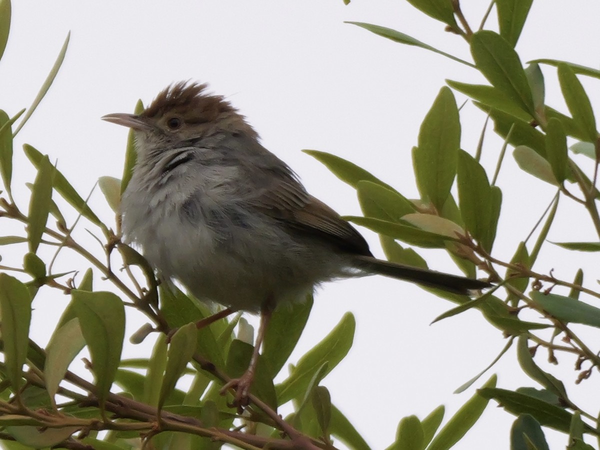 Piping Cisticola - ML642924147