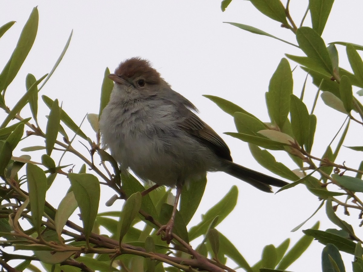 Piping Cisticola - ML642924148