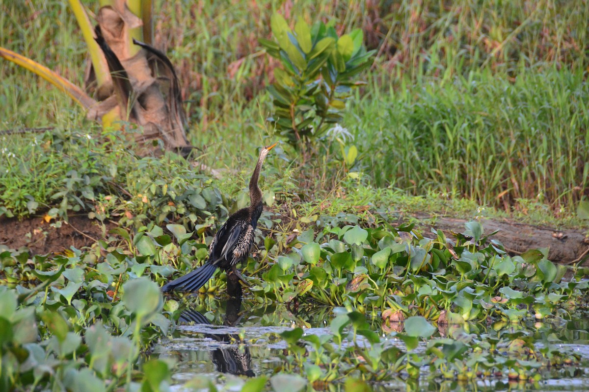 Oriental Darter - ML642924150