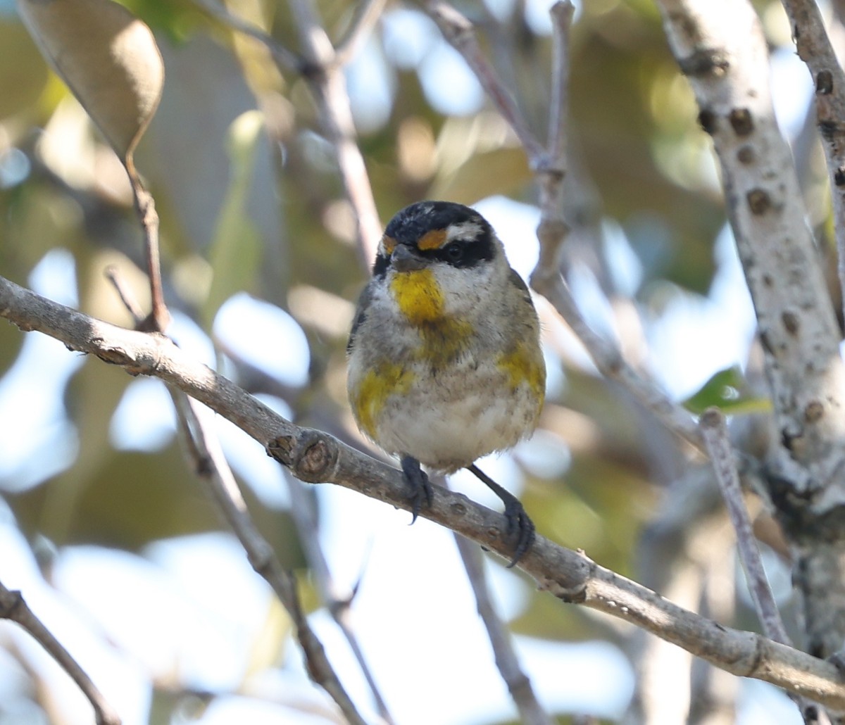 Striated Pardalote - ML642924155
