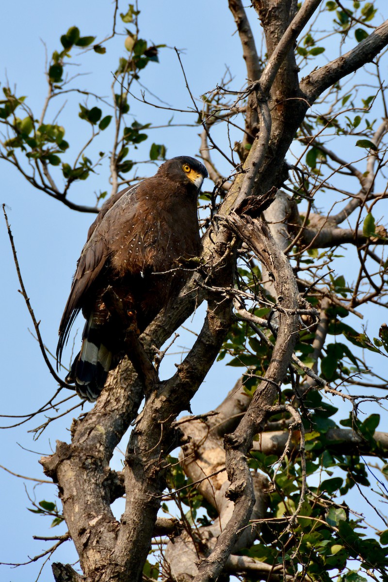 Crested Serpent-Eagle - ML642924156