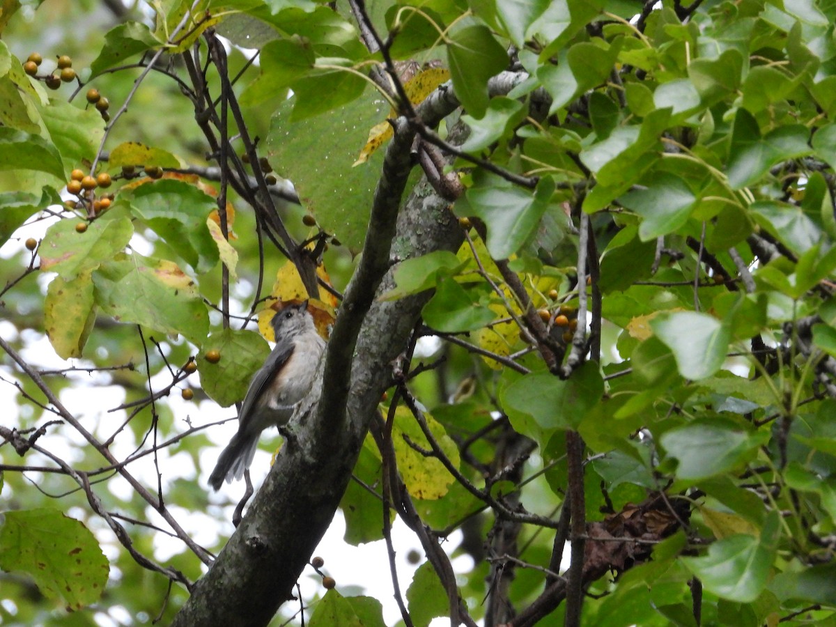 Mésange bicolore - ML642924165