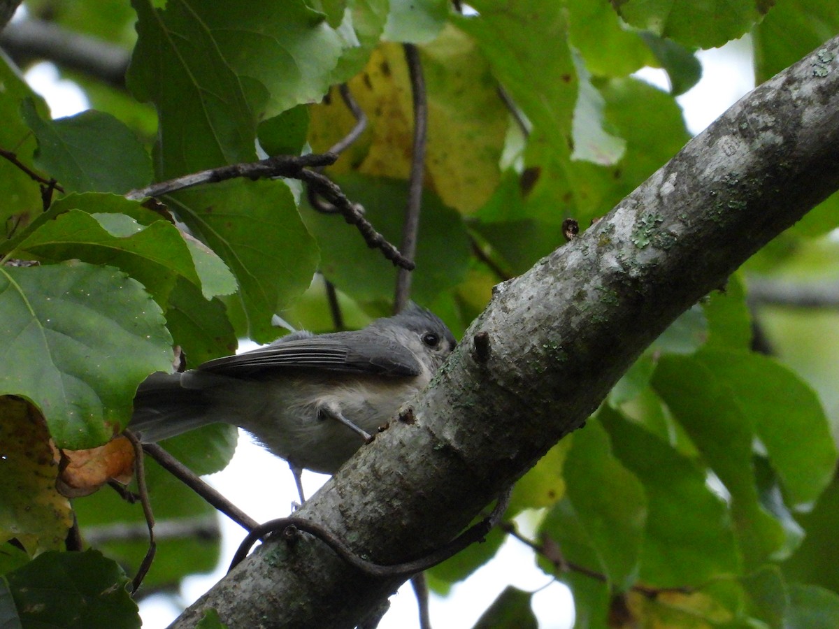 Mésange bicolore - ML642924166
