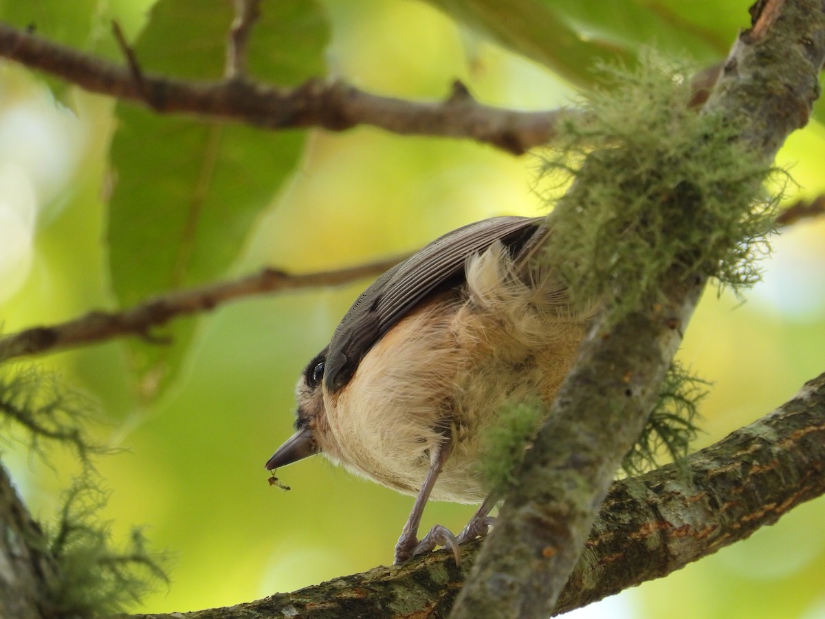 Mésange bicolore - ML642924167