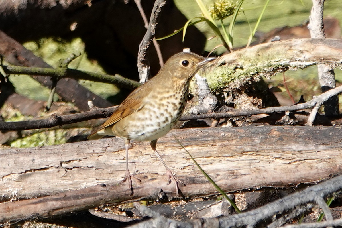 Swainson's Thrush - ML642924169