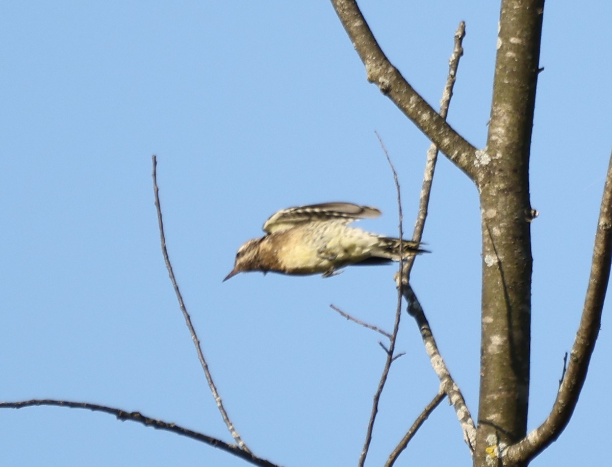Yellow-bellied Sapsucker - ML642924181