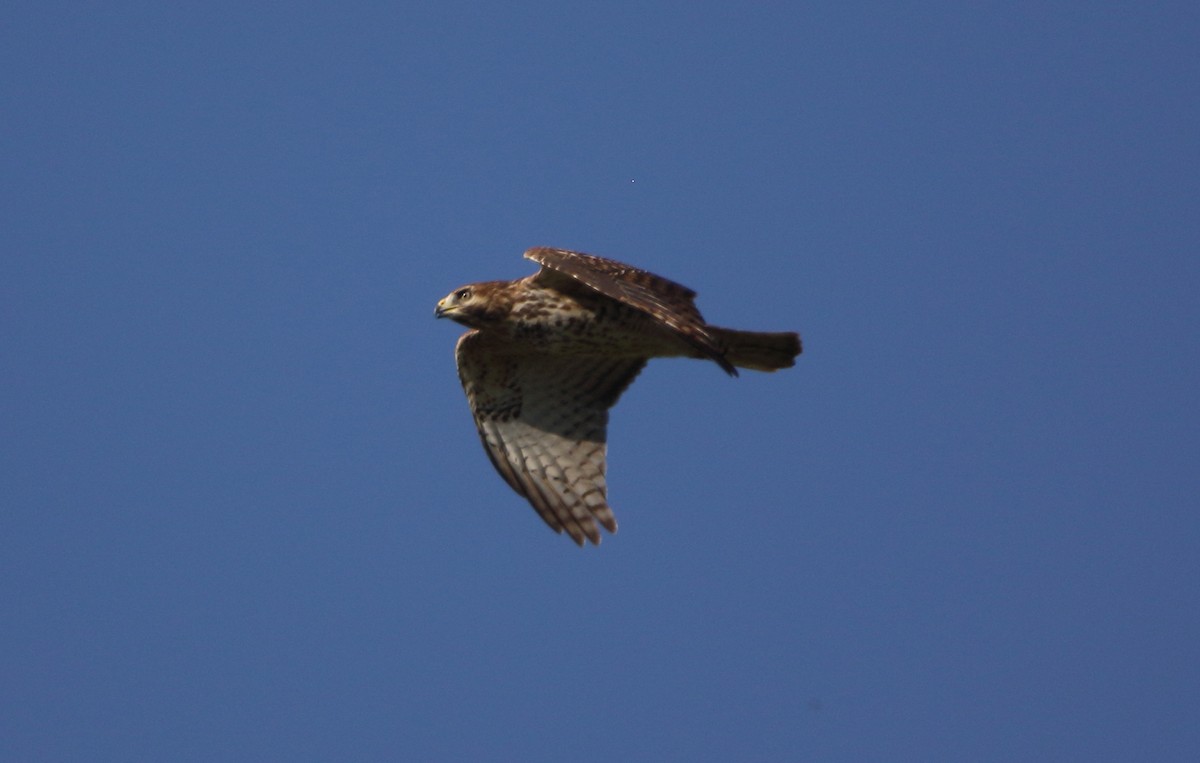 Red-shouldered Hawk - ML642924185