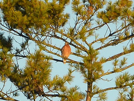 Red-shouldered Hawk - ML642924188