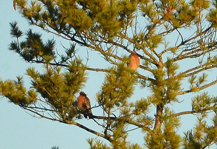 Red-shouldered Hawk - ML642924189