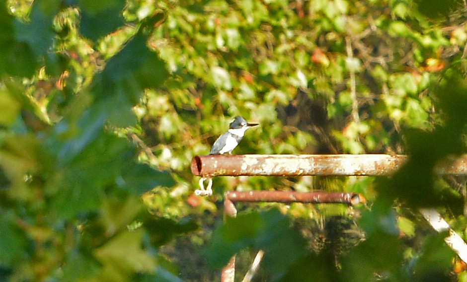 Belted Kingfisher - ML642924197