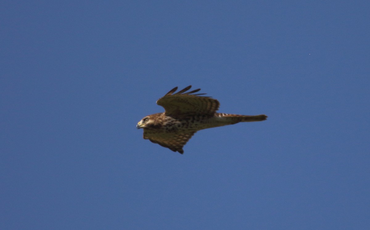 Red-shouldered Hawk - ML642924200