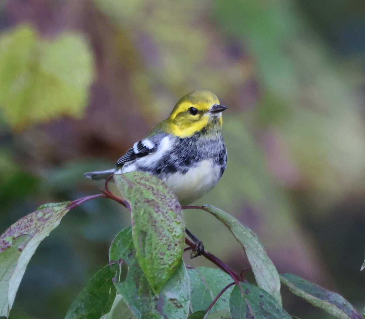Black-throated Green Warbler - ML642924210