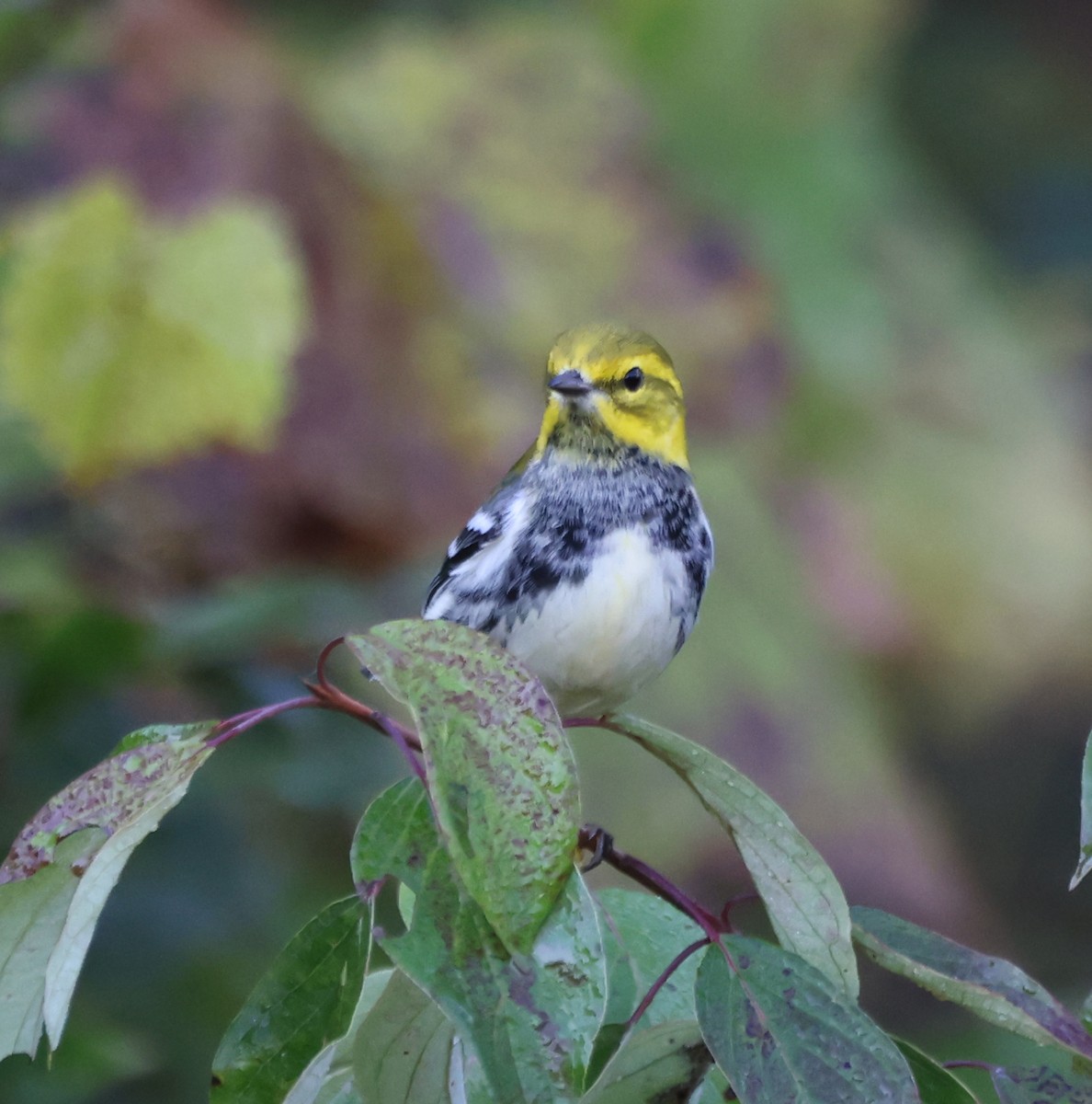 Black-throated Green Warbler - ML642924211