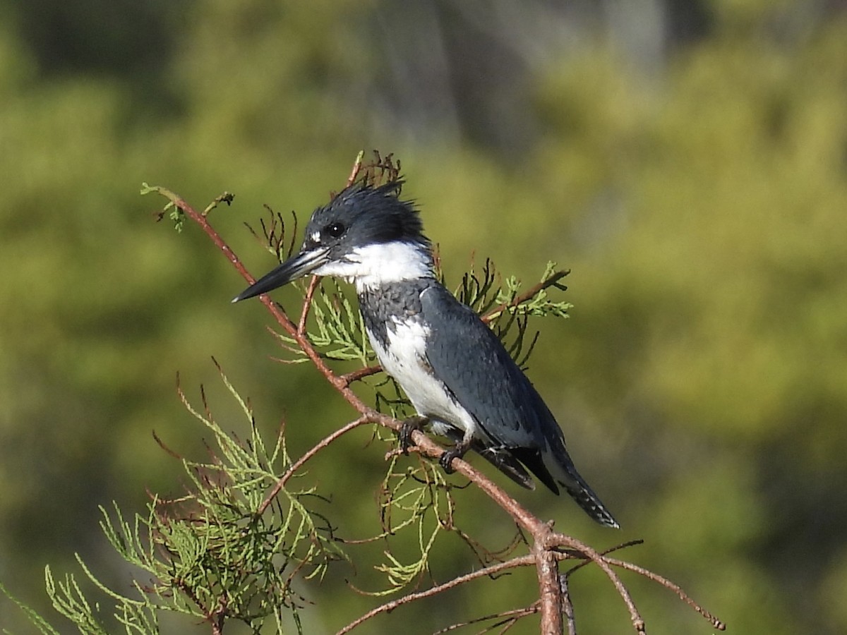 Belted Kingfisher - ML642924212