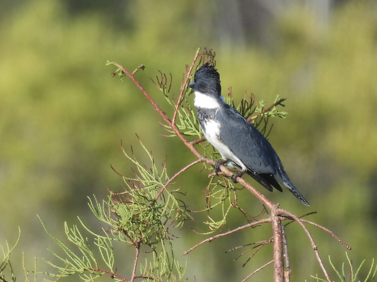 Belted Kingfisher - ML642924213