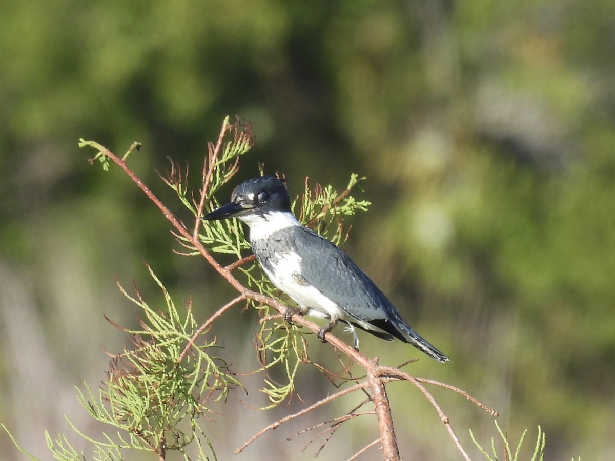 Belted Kingfisher - ML642924214
