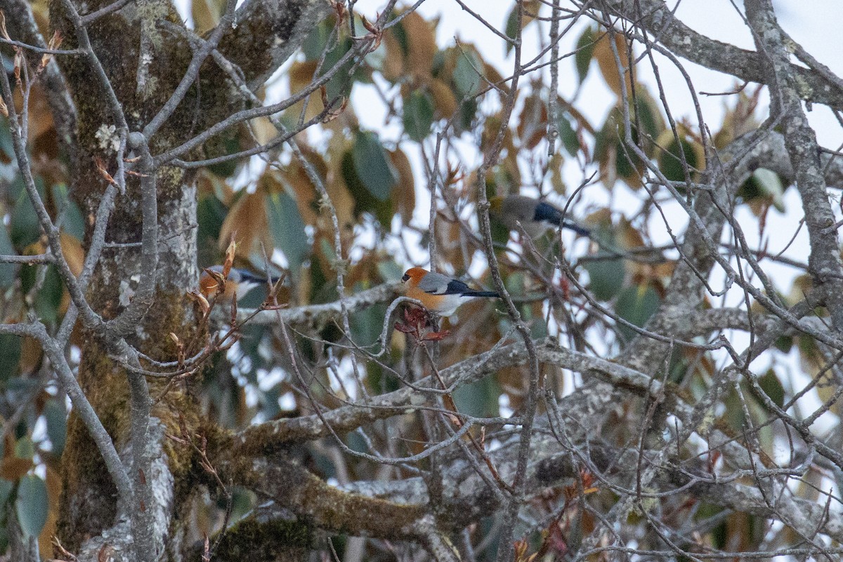 Red-headed Bullfinch - ML642924223