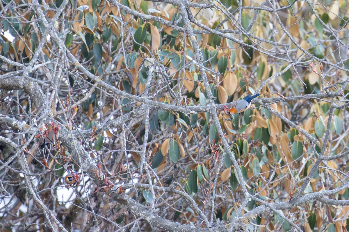 Red-headed Bullfinch - ML642924224