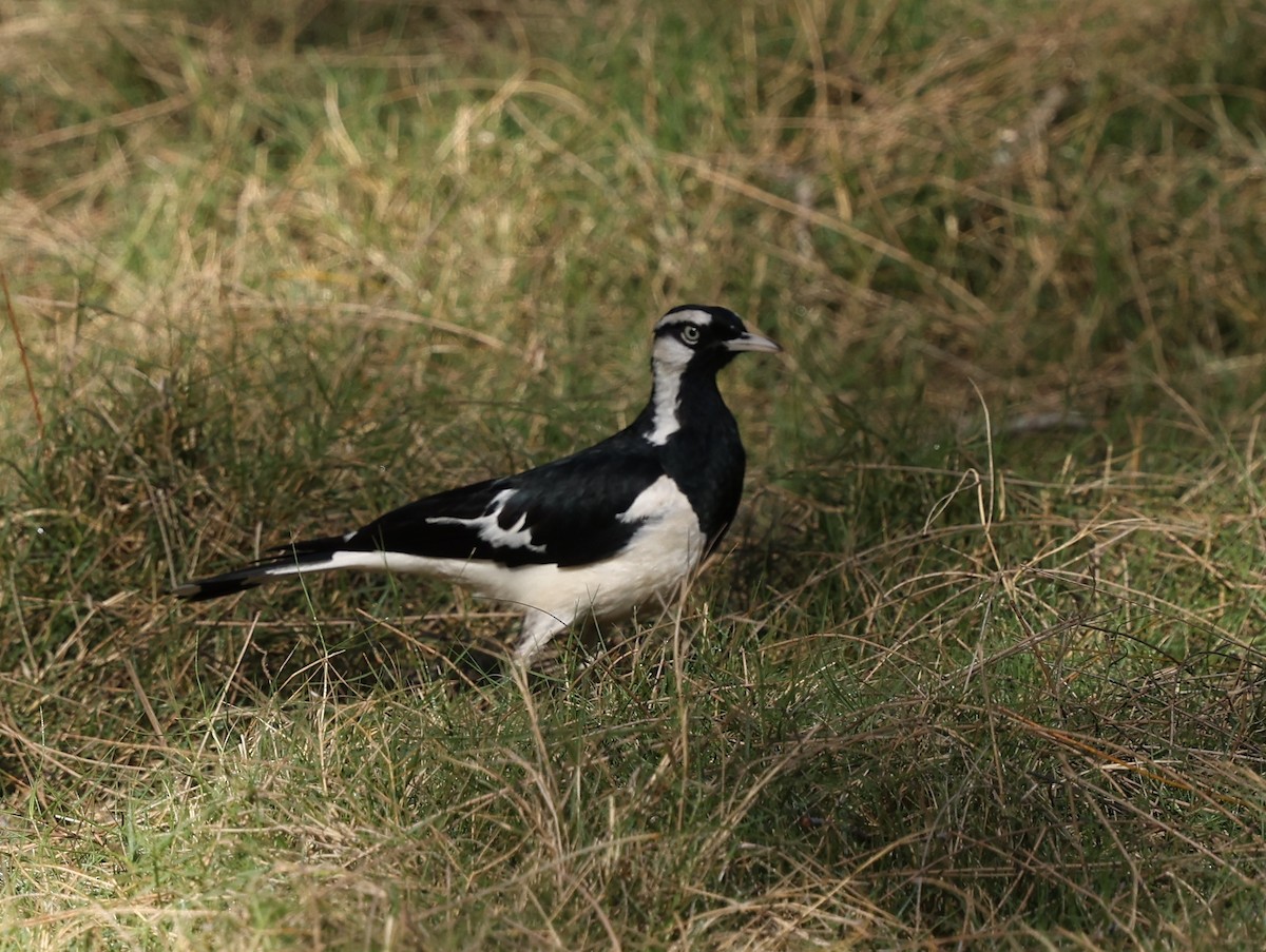 Magpie-lark - ML642924236