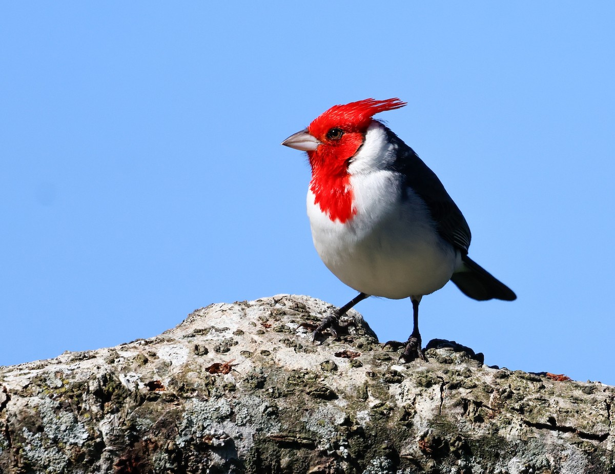 Red-crested Cardinal - ML642924250