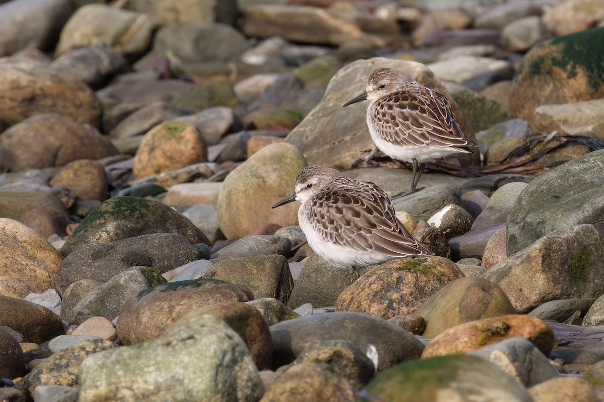 Semipalmated Sandpiper - ML642924271