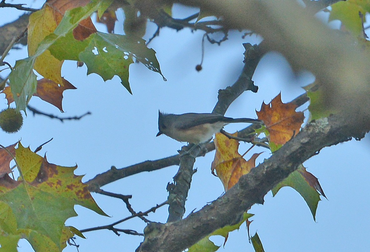 Mésange bicolore - ML642924288