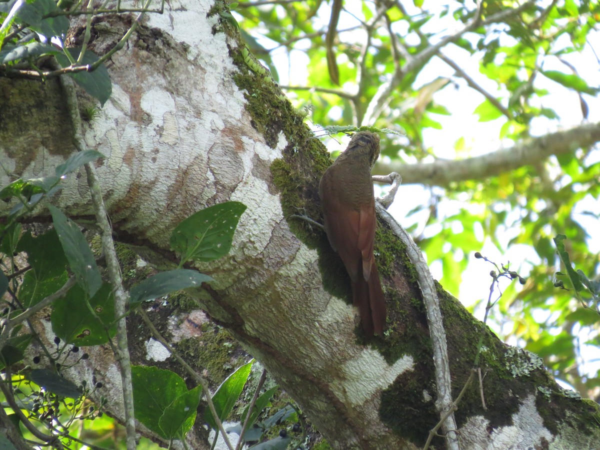Northern Barred-Woodcreeper - ML642924308