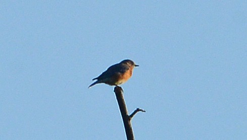 Eastern Bluebird - ML642924320