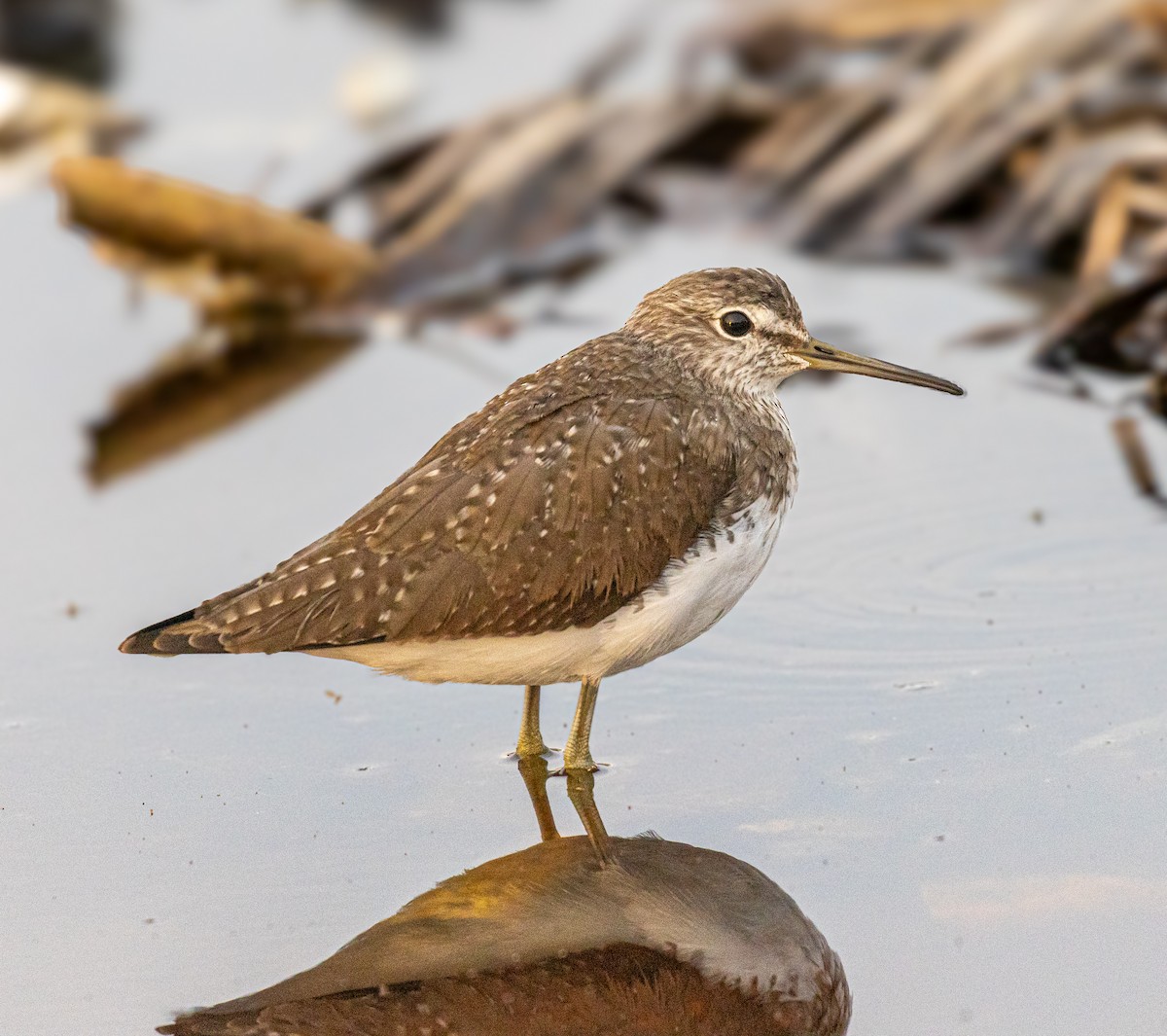 Waldwasserläufer - ML642924326