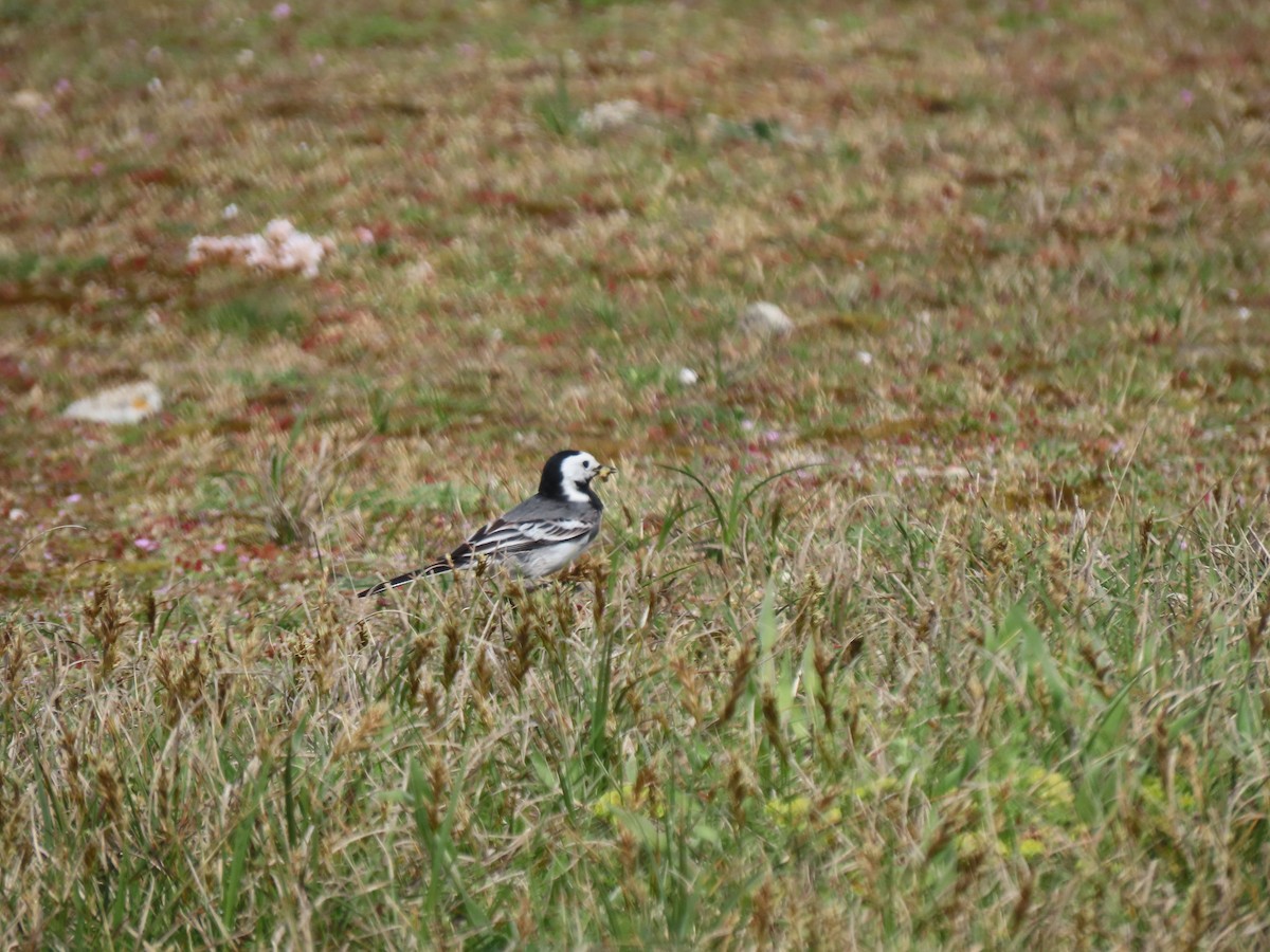 White Wagtail - ML642924337