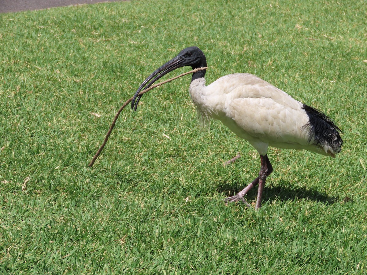 australibis - ML642924381