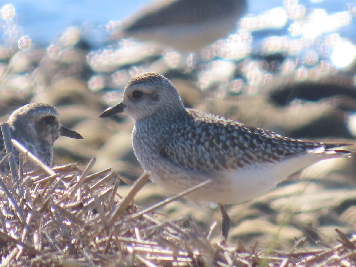 Black-bellied Plover - ML642924388