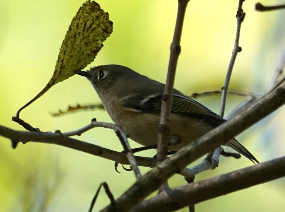 Ruby-crowned Kinglet - ML642924389
