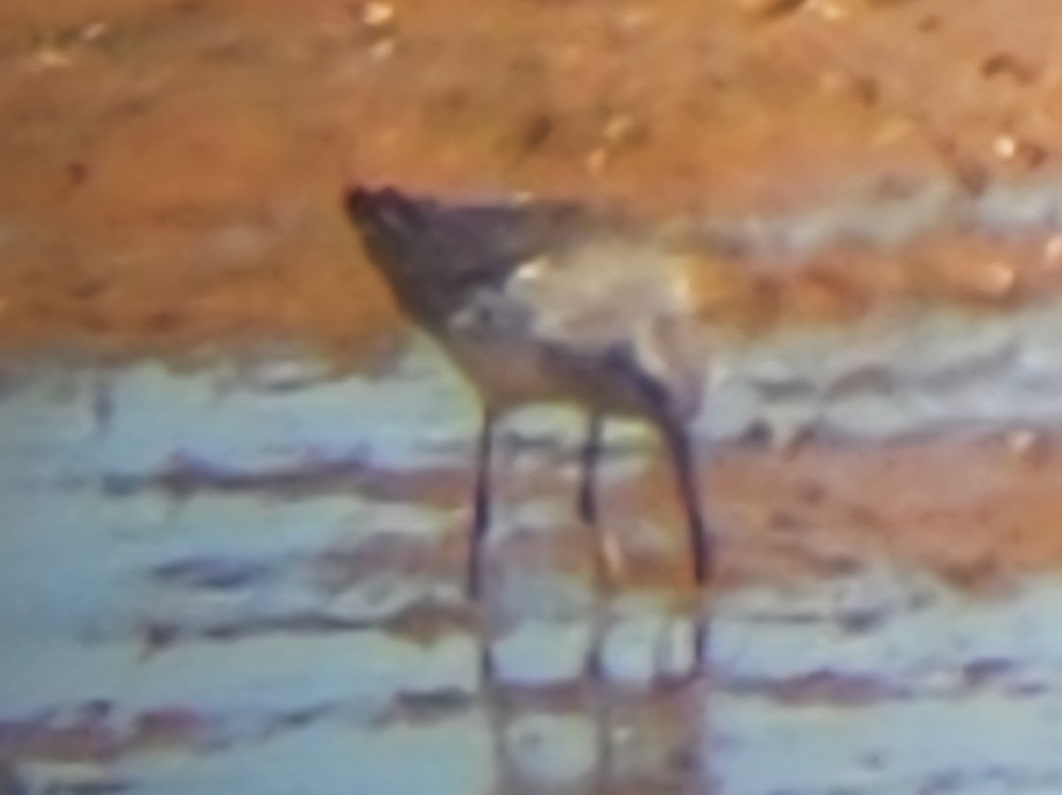 Bindenstrandläufer - ML642924391