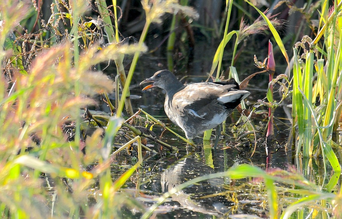 Common Gallinule - ML642924396