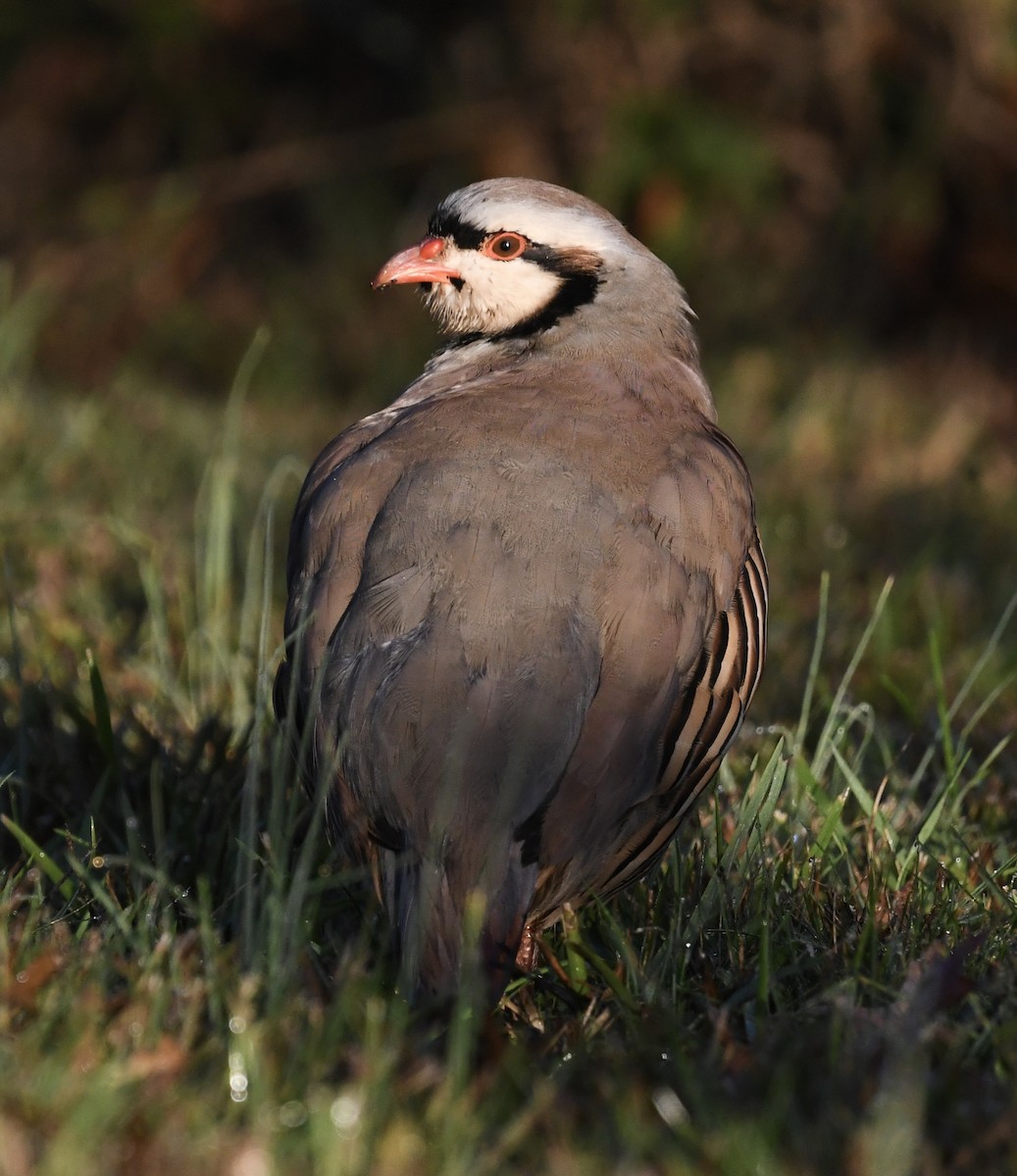 Chukar - ML642924403
