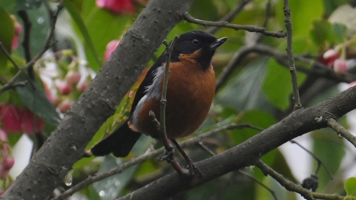 Black-throated Flowerpiercer - ML642924411