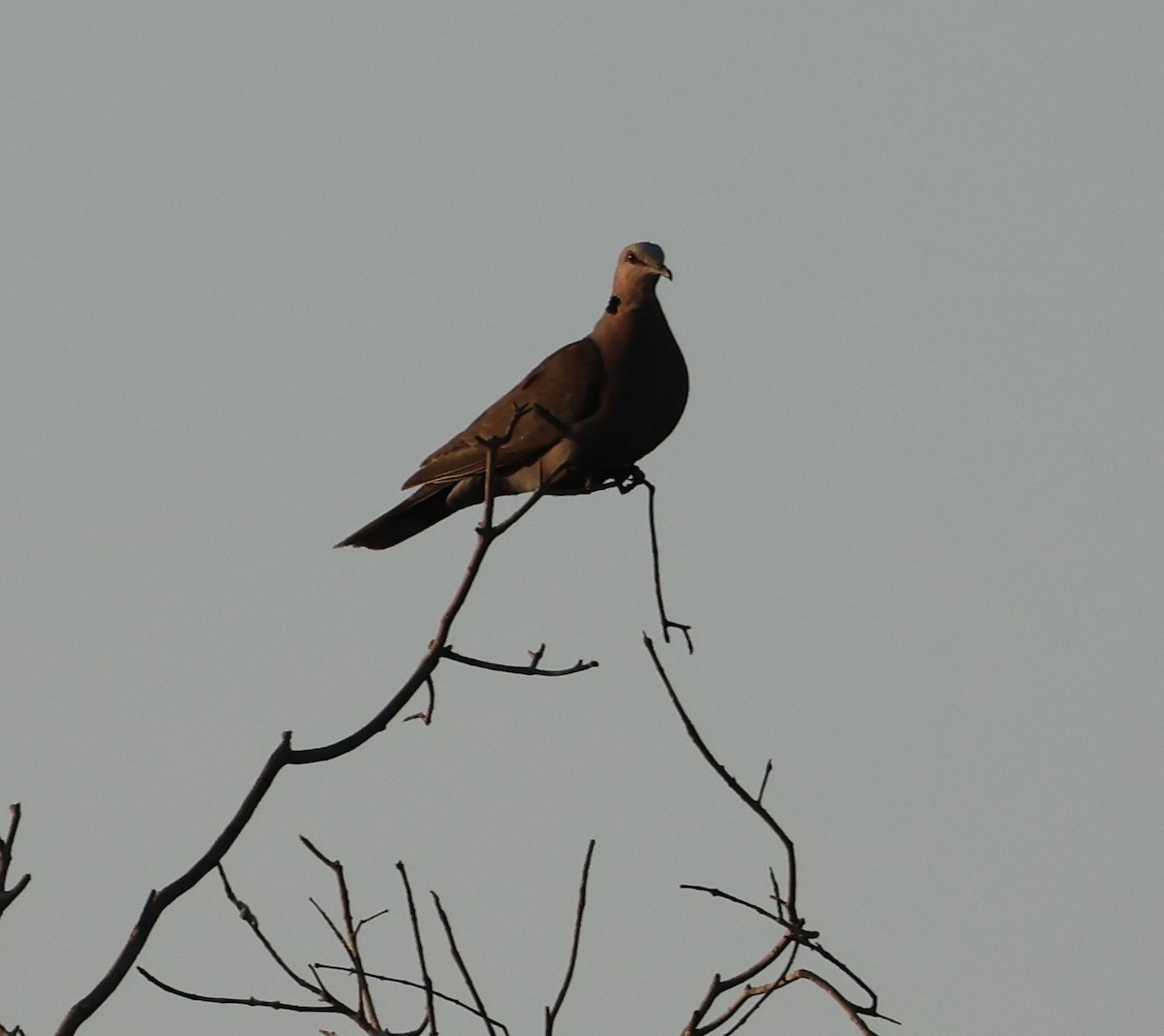 Red-eyed Dove - ML642924413