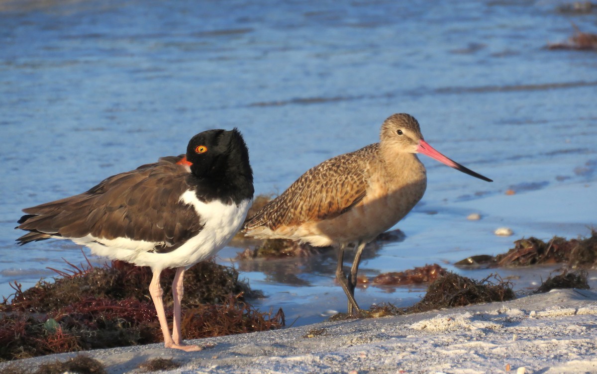 American Oystercatcher - ML642924414